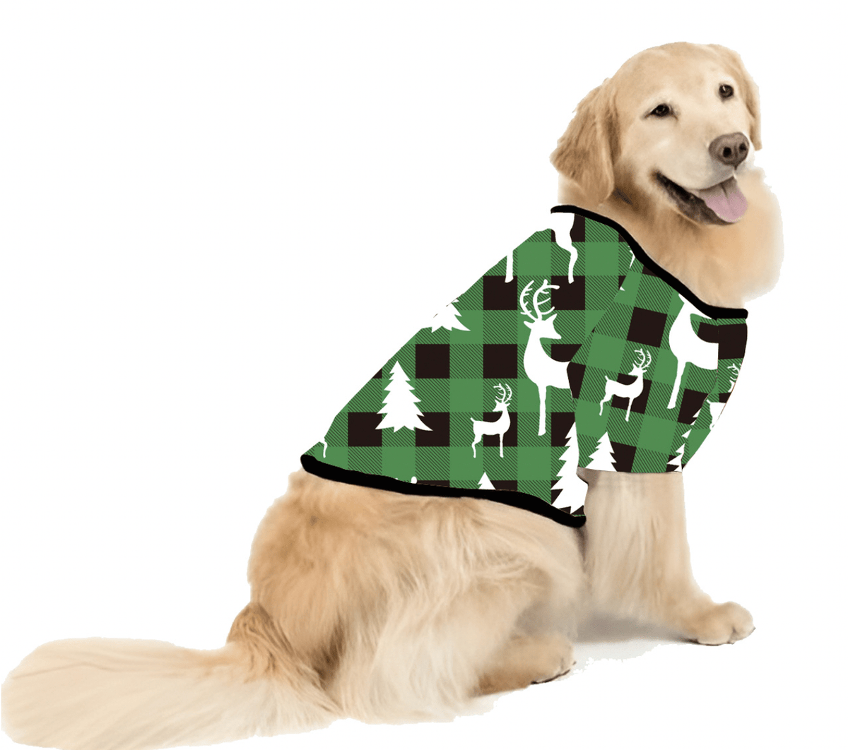 Golden retriever con camicia natalizia a quadri verdi con alberi e renne bianchi, su sfondo bianco.