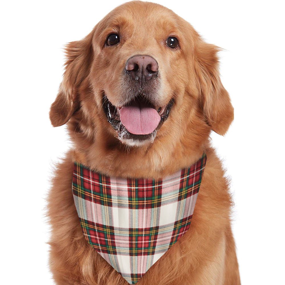 Golden retriever con bandana natalizia in tartan beige, rosso e nero su sfondo bianco.